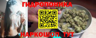 бошки Кингисепп